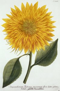 1737-45年にドイツで発行された「ピタンソザイコノグラフィック」からの菊のインディカム 作： Johann Wilhelm Weinman